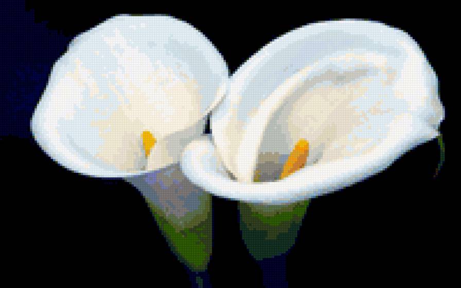 KALLY - предпросмотр