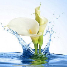 Схема вышивки «KALLY V VODE»