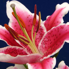 Схема вышивки «LILIYA»