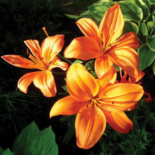 Схема вышивки «LILII»