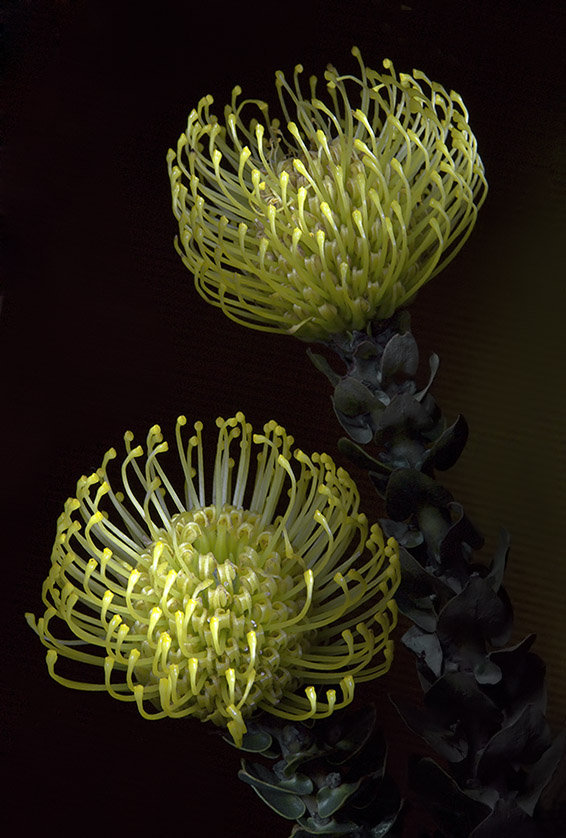 №368222 - оригинал