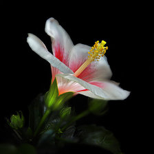 Схема вышивки «№368227»