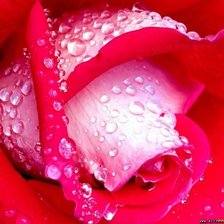 Схема вышивки «ROZA»