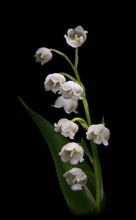 №368230 - оригинал