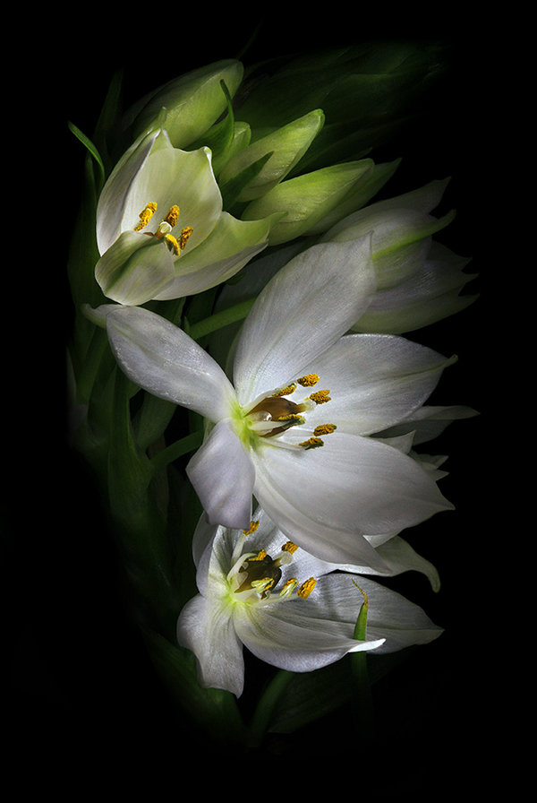 №368233 - оригинал