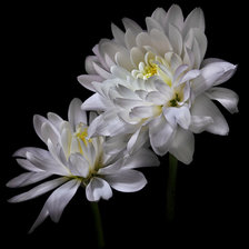 Схема вышивки «№368237»