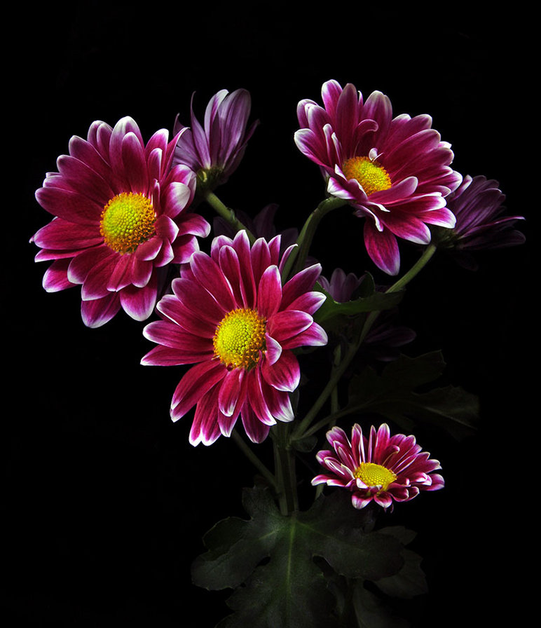 №368239 - оригинал