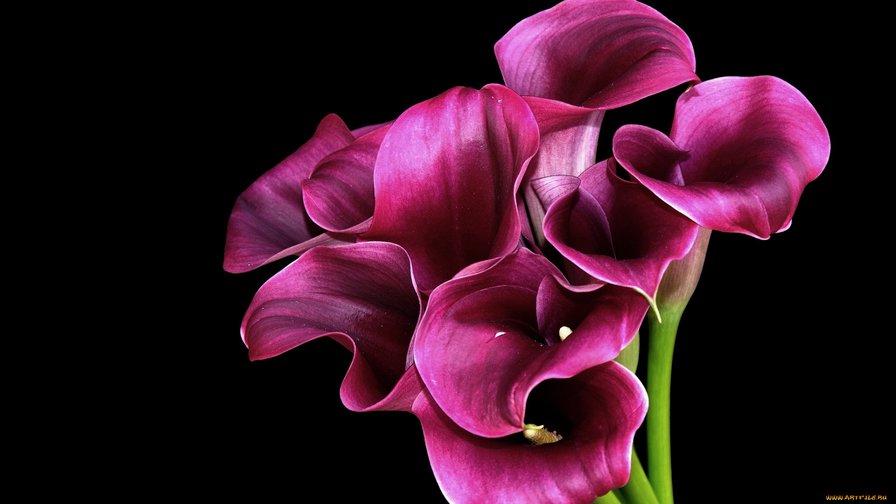 KALLY - оригинал