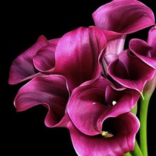 Схема вышивки «KALLY»