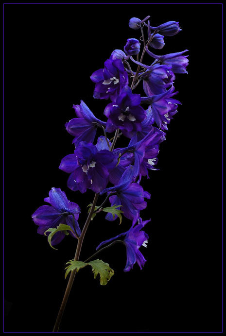 №368284 - оригинал