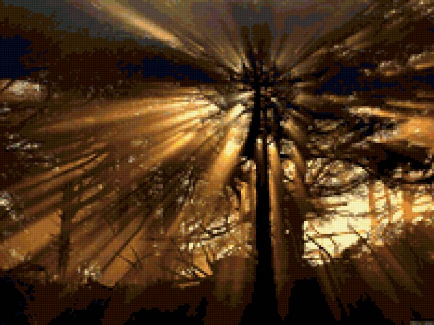 лучи рассвета - рассвет, деревья, свет, лес - предпросмотр