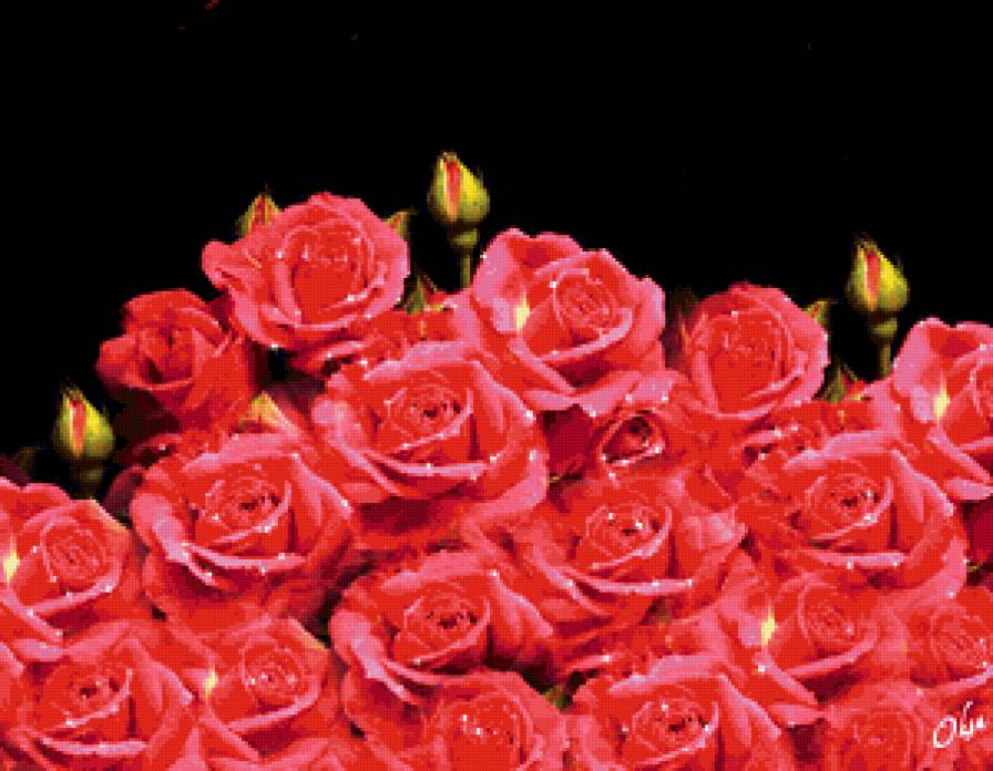 Розы - предпросмотр