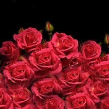 Схема вышивки «Розы»