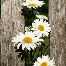 Схема вышивки «№368504»