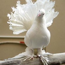 Схема вышивки «№368638»