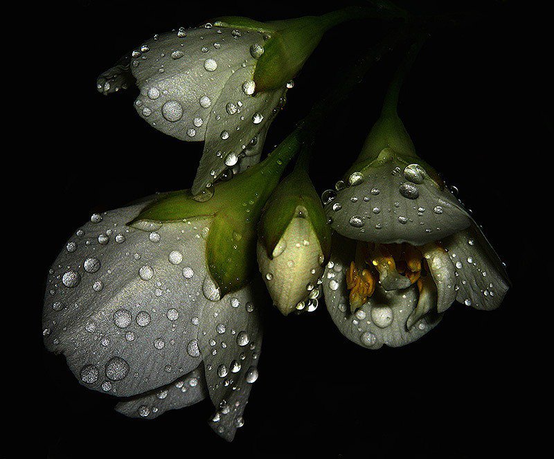 №368676 - оригинал