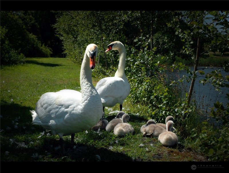 №368720 - оригинал