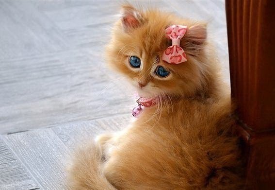 куисуля - оригинал