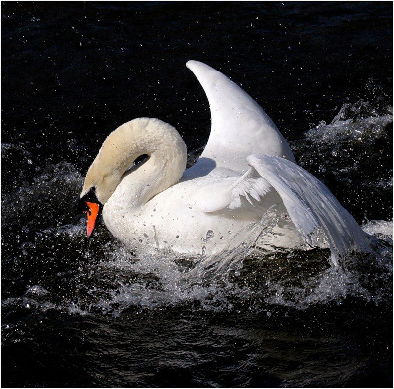 №368740 - оригинал