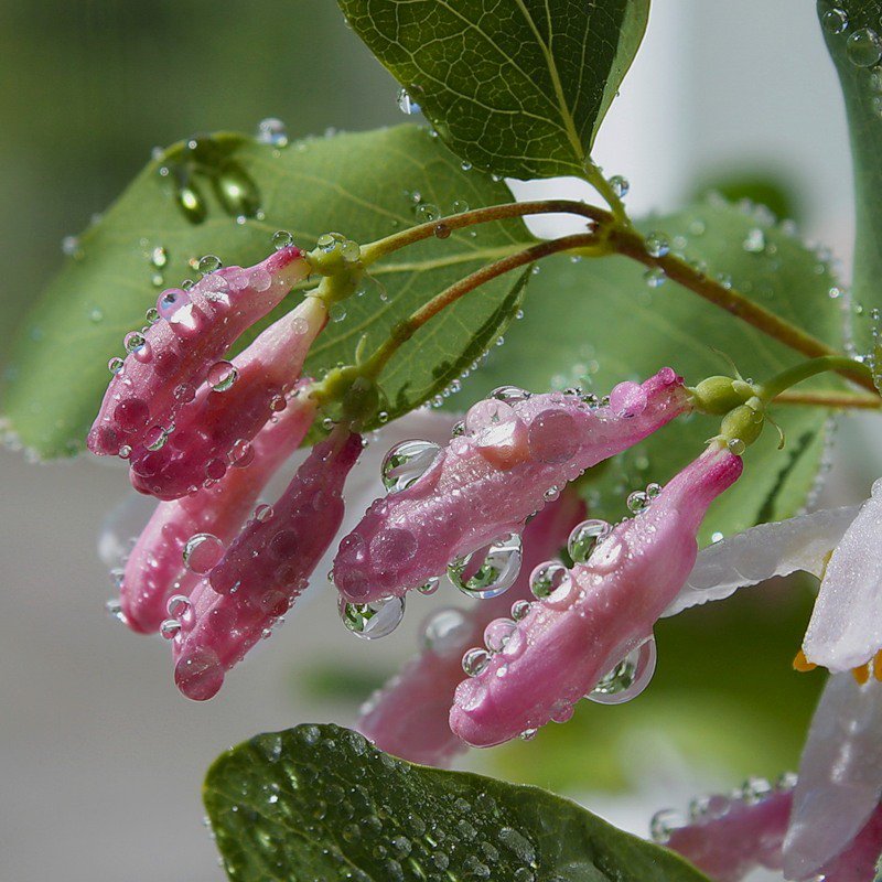 №368743 - оригинал