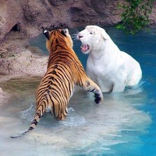 Схема вышивки «Тигры»