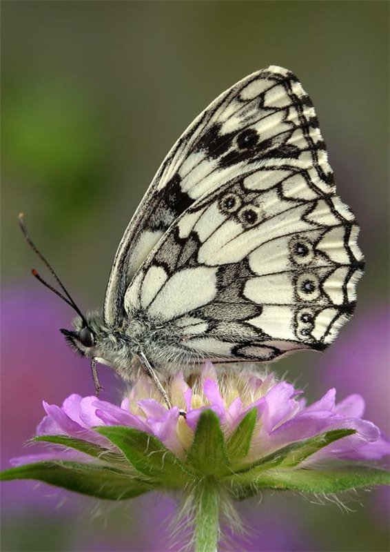 №368854 - оригинал