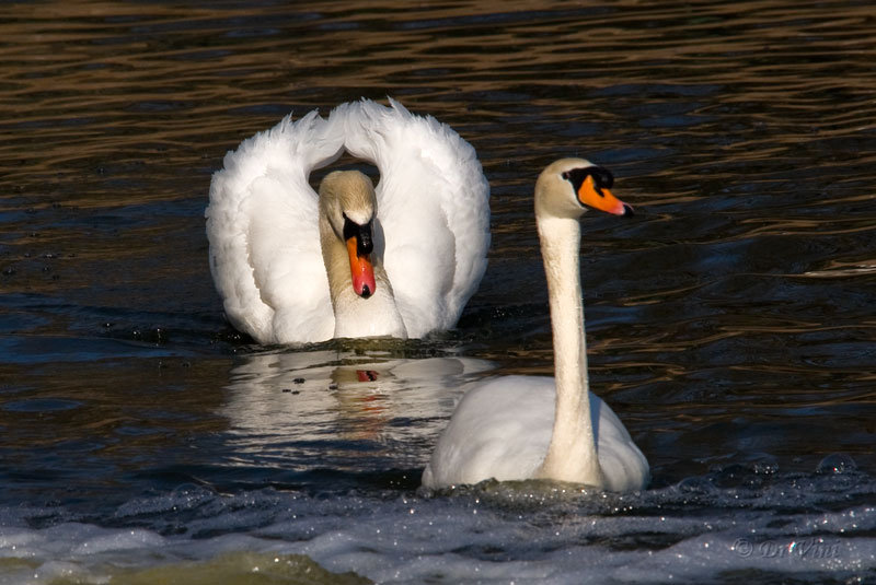 №368883 - оригинал