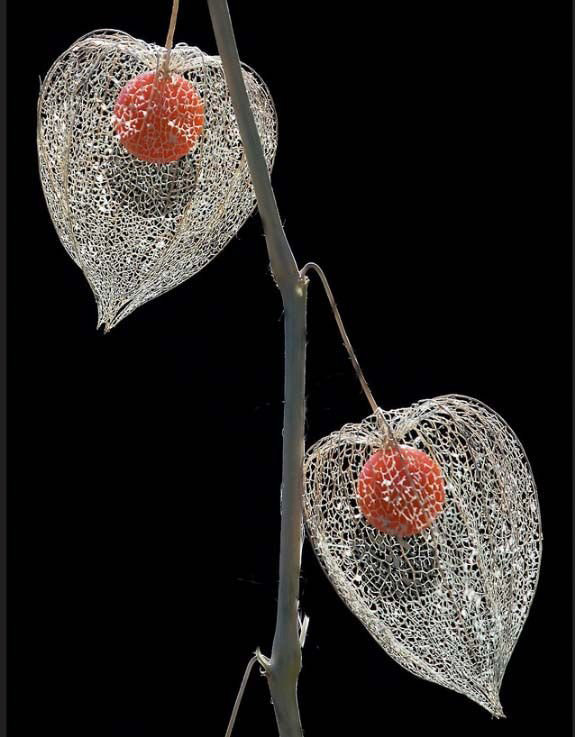 №368911 - оригинал