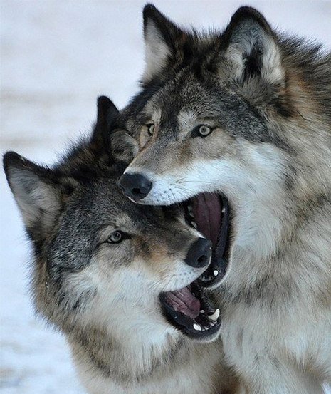 Волки - волки, животные - оригинал