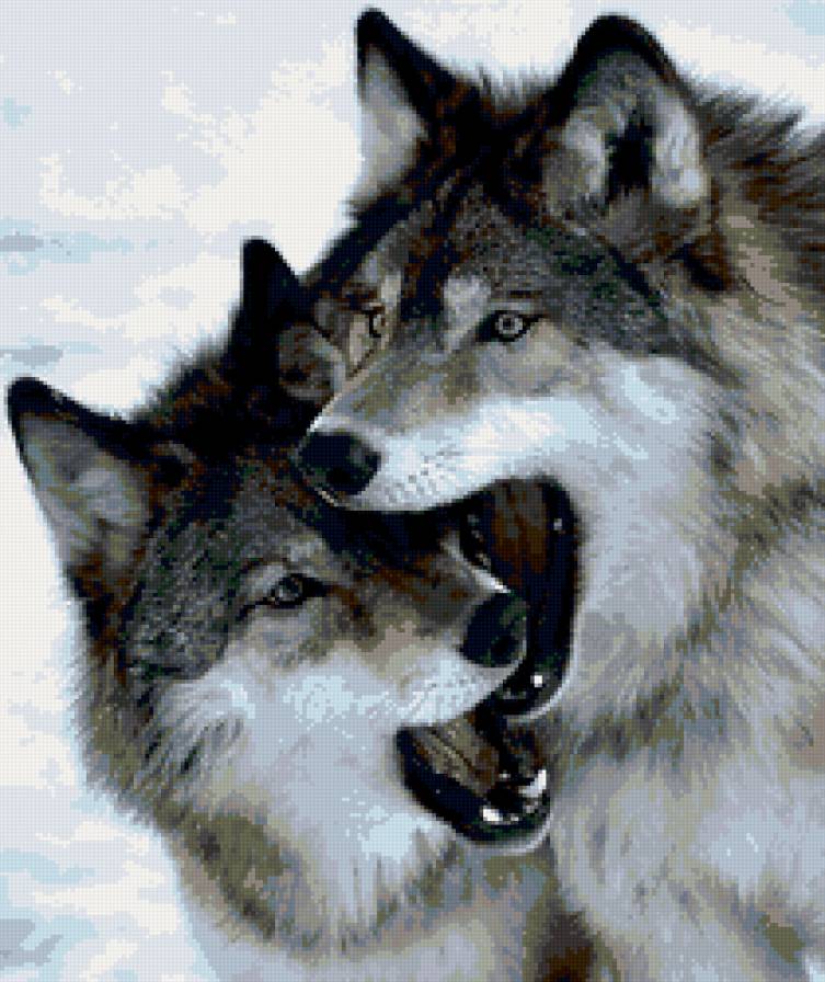 Волки - животные, волки - предпросмотр