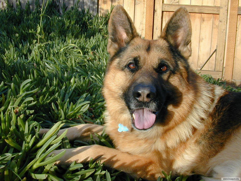 №368977 - оригинал