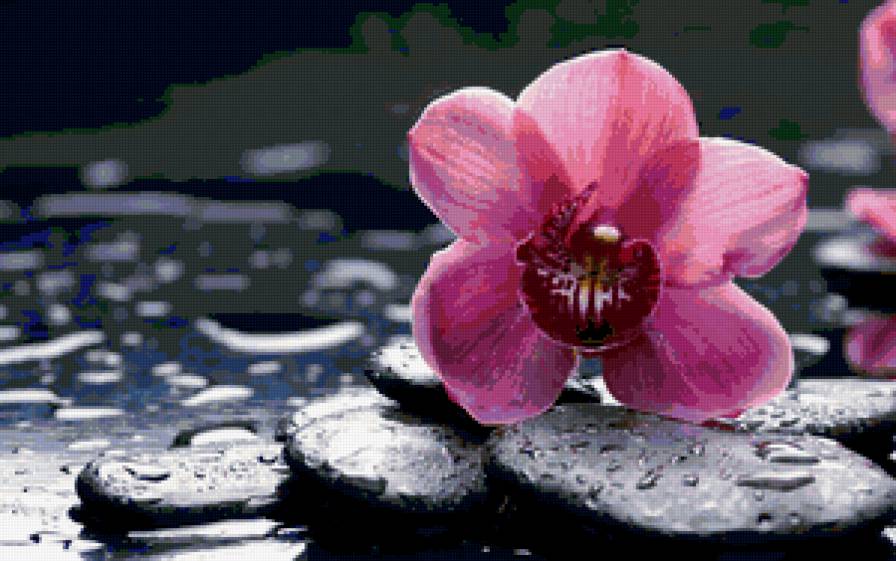 Розовая орхидея на камнях - розовая орхидея на камнях - предпросмотр