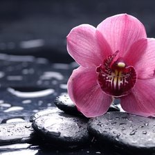 Схема вышивки «Розовая орхидея на камнях»