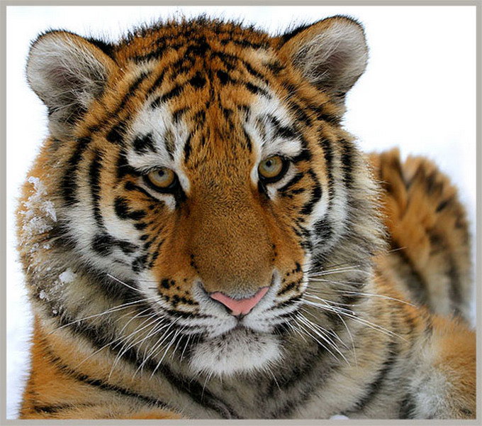 Привет тигр. Тигра автор. Бенгальская тигрица. Тигра автор. Тигра автор.