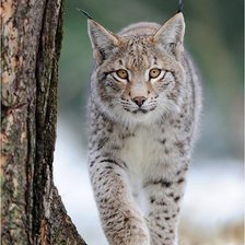 Схема вышивки «№369049»