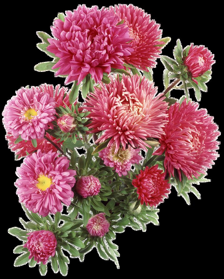 №369090 - букет, цветы, астры - оригинал