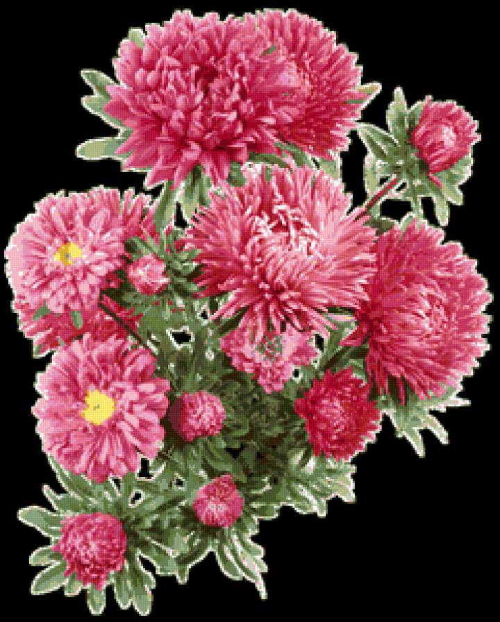 №369090 - цветы, астры, букет - предпросмотр