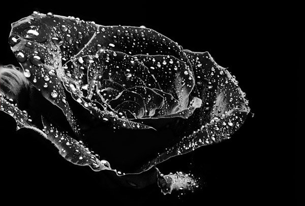 Чёрная роза - роза, черный фон - оригинал