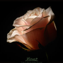 Схема вышивки «Роза»