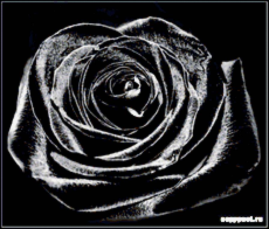 Чёрная роза - роза, черный фон - предпросмотр