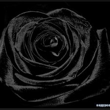 Оригинал схемы вышивки «Чёрная роза» (№369172)