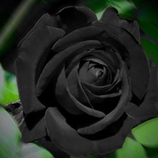 Оригинал схемы вышивки «Чёрная роза» (№369176)
