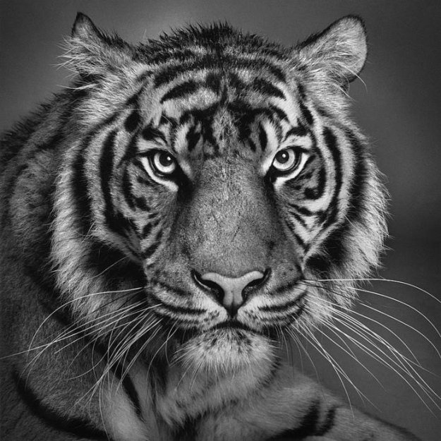 Тигр - черно-белое - оригинал