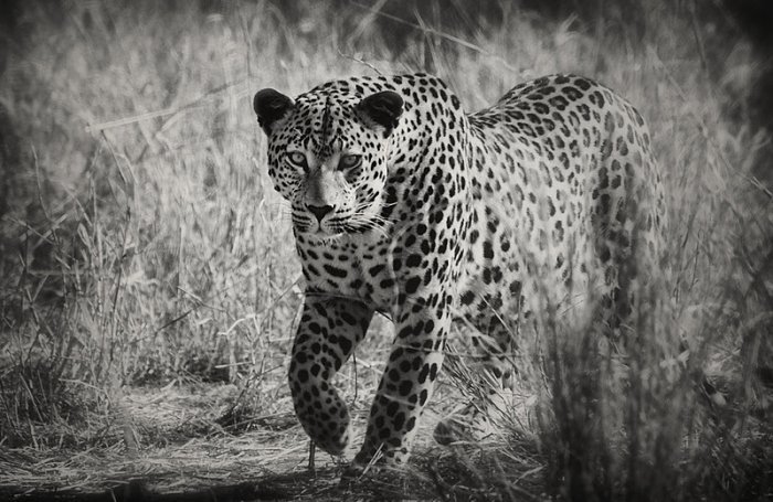 Леопард - черно-белое - оригинал