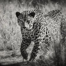 Леопард