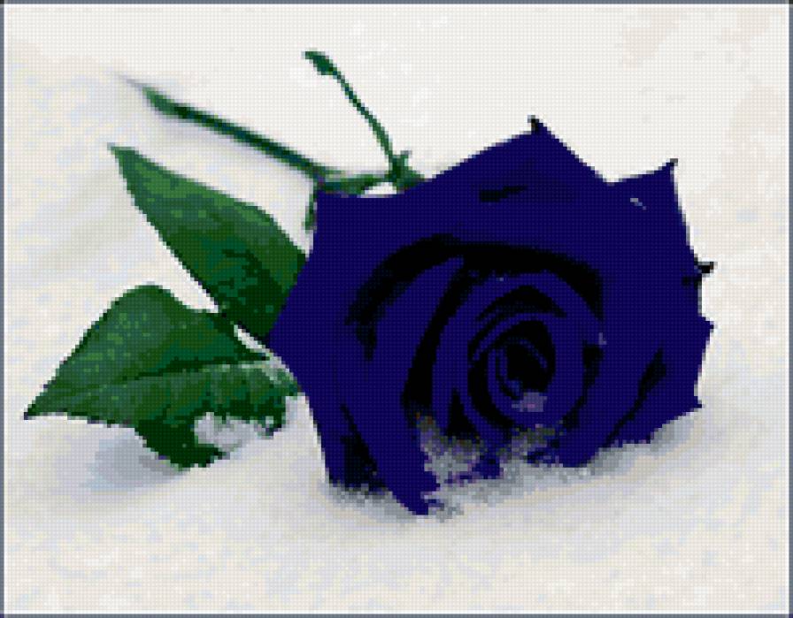 Синяя роза - цветы - предпросмотр