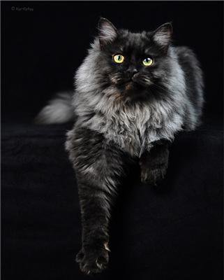 Кошка - черно-белое - оригинал