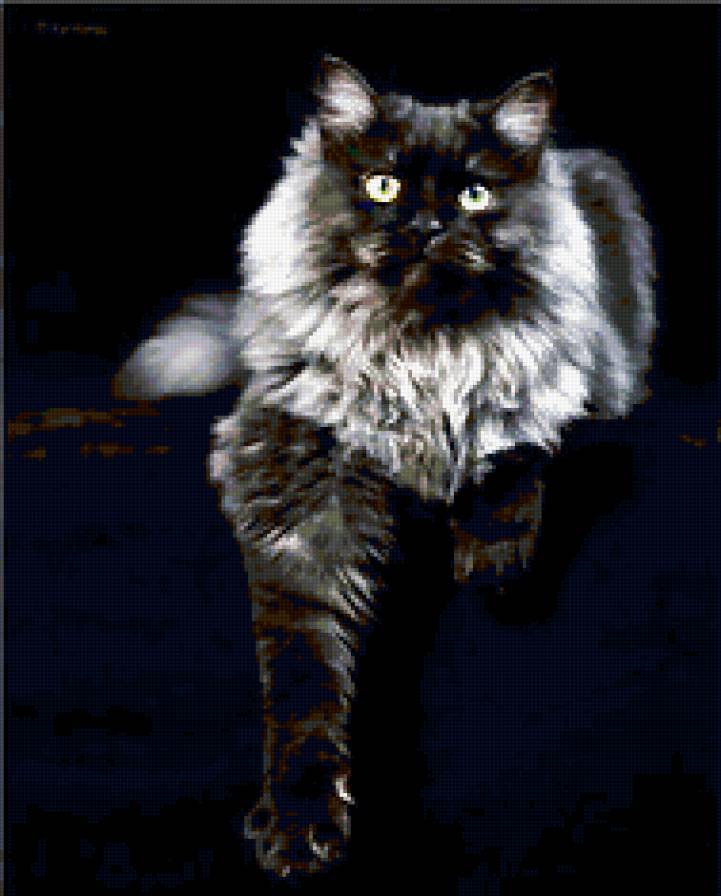 Кошка - черно-белое - предпросмотр