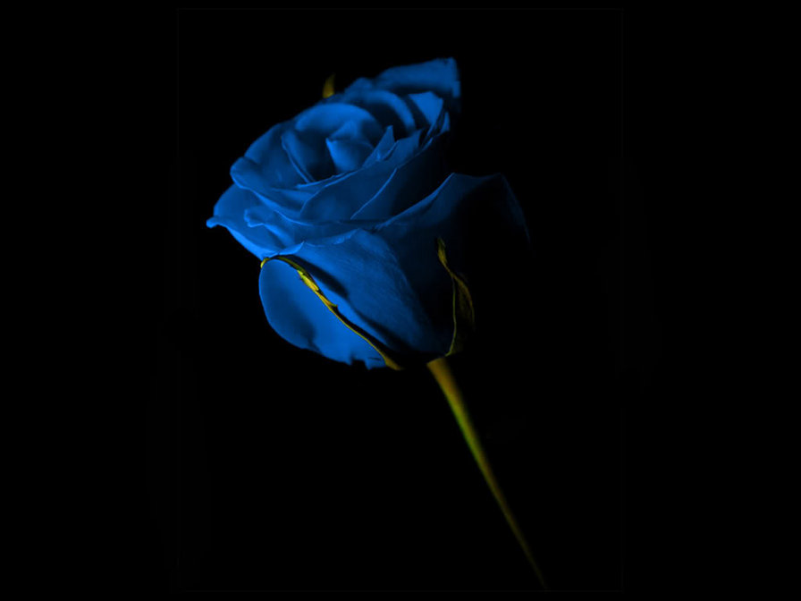 Голубая роза - черный фон, цветы - оригинал
