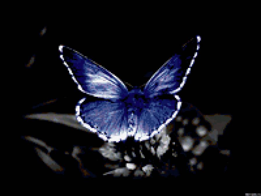 Бабочка - черный фон - предпросмотр